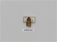 藏品(夜蛾科)的圖片